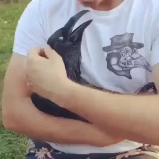 Video sticker 🌟 вароне