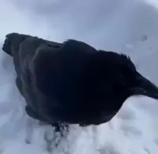 Video sticker 🌟 вароне