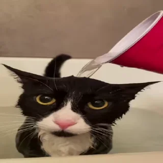 Video sticker 🐈 Sybau 💔 :: @fStikBot