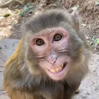 Sticker 🐵 ⛔️ НЕ ЖМИ 👉🏻 @monkey_stan