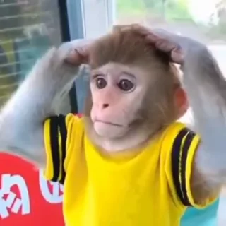 Telegram sticker 🐵 ⛔️ НЕ ЖМИ 👉🏻 @monkey_stan