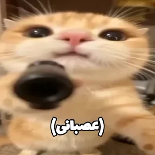 Video sticker 🔫 @logicalists armed cat DS