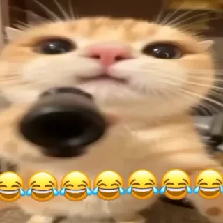Video sticker 🔫 @logicalists armed cat DS