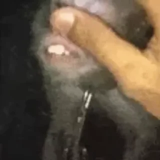 Video sticker 🦧 Больше стиков тут: @stikery4