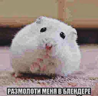 Video sticker 🐹 Больше стиков тут: @stikery4
