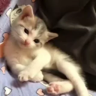 Video sticker 😻 Cats @TVstickers