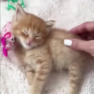 Video sticker 😻 Cats @TVstickers