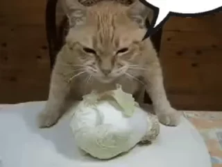 Video sticker 🍽 беспредел