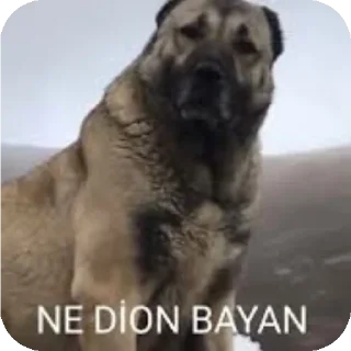 Video sticker 🐶 @Taninilmaz SHİTPOST