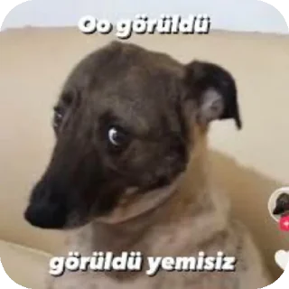 Video sticker 🐶 @Taninilmaz SHİTPOST