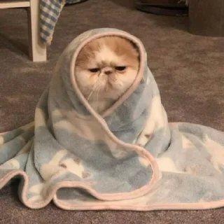 Sticker 💘 @SYYYY , @XYYYY ᴗ͈ˬᴗ͈