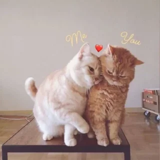 Video sticker 💘 @SYYYY , @XYYYY ᴗ͈ˬᴗ͈