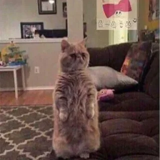 Telegram sticker 💘 @SYYYY , @XYYYY ᴗ͈ˬᴗ͈