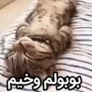 Video sticker 🌟 @ariahad some boobool