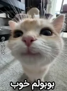 Video sticker 🌟 @ariahad some boobool