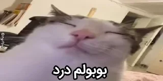 Video sticker 🌟 @ariahad some boobool