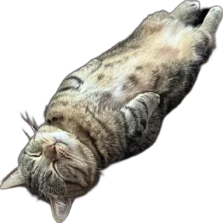 Sticker ❤️ @rembgbot