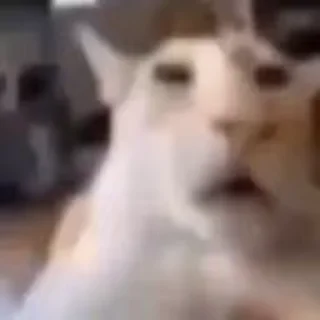 Video sticker 👀 Pussy ¦ @figurinhasWa