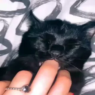 Video sticker 🐈 Pussy ¦ @figurinhasWa