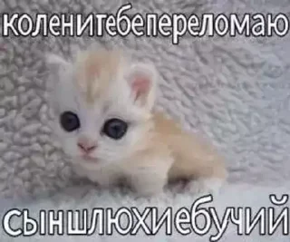 Video sticker 🐱 Больше стиков тут: @stikery4