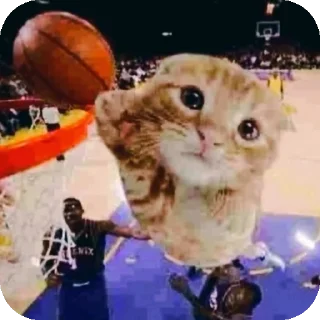 Sticker 🐱 Пися попа кака