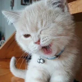Telegram sticker 🥺 Пися попа кака