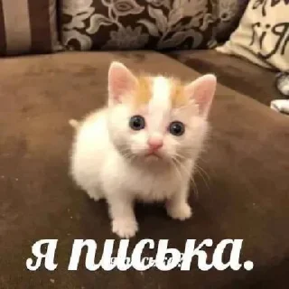 Telegram sticker 🥺 Пися попа кака