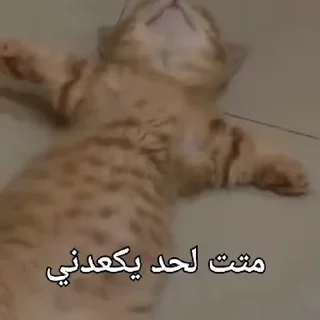 Телеграм стикер 🛡 @ka_killr