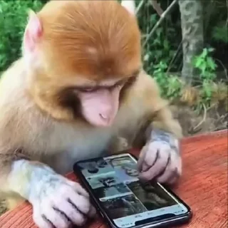 Video sticker 🌟 Больше стикеров тут: @stikery_emodzi_memy