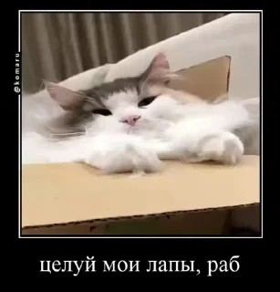 Video sticker 💋 By Силенсе :: @fStikBot