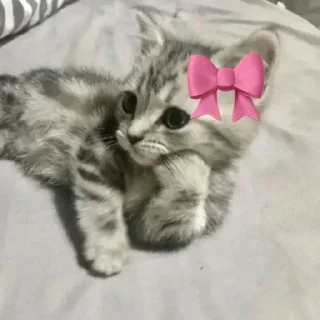 Telegram sticker 🌟 @AniPackBot | استیکرساز😍