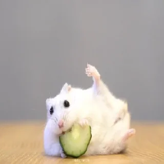 Telegram sticker 🐹 Больше стиков тут @stickerock