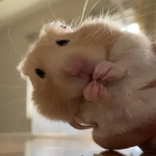 Telegram sticker 🐹 Больше стиков тут @stickerock
