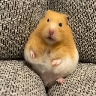Video sticker 🐹 Больше стиков тут @stickerock