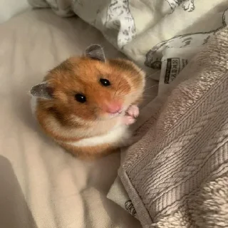 Video sticker 🐹 Больше стиков тут @stickerock