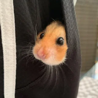 Telegram sticker 🐹 Больше стиков тут @stickerock