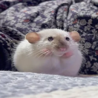 Video sticker 🐹 Больше стиков тут @stickerock