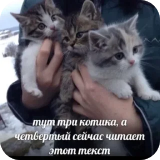Video sticker 🐱 @stickeri_tg 💋<-- стикеры тут