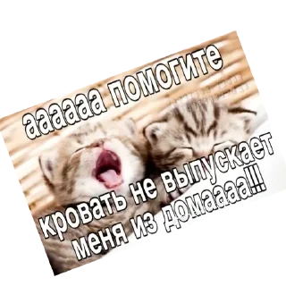 Telegram sticker 🐱 @stickeri_tg 💋<-- стикеры тут