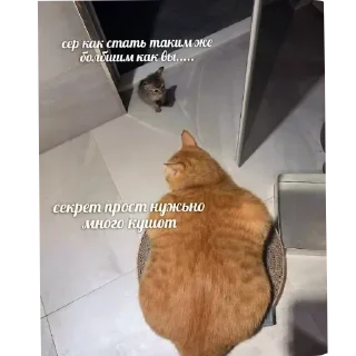 Telegram sticker 🐱 @stickeri_tg 💋<-- стикеры тут