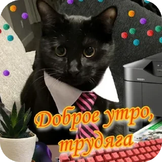 Telegram sticker 🐱 @stickeri_tg 💋<-- стикеры тут