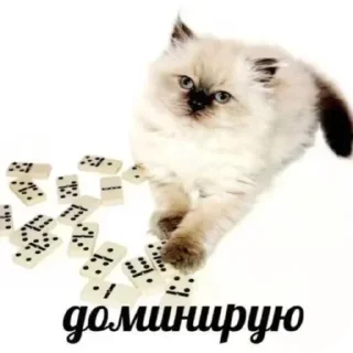 Video sticker 🐱 @stickeri_tg 💋<-- стикеры тут