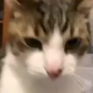 Video sticker 😠 🍓@gardenofivy :: @fStikBot