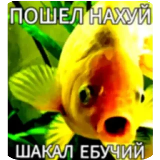 Telegram sticker 🖼 Предложения по стикерам - @B1kSi1337