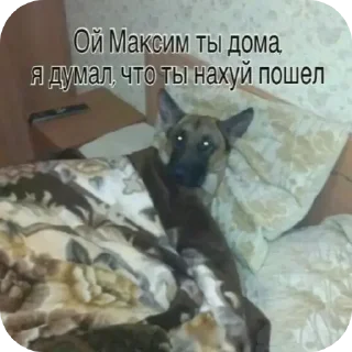 Video sticker 🐶 Предложения по стикерам - @B1kSi1337