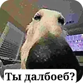 Video sticker 🖼 Предложения по стикерам - @B1kSi1337