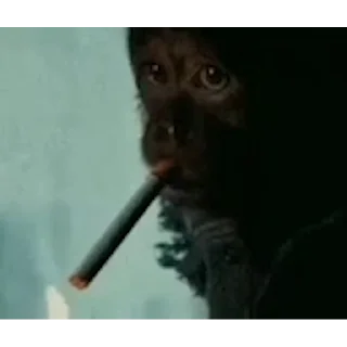 Video sticker 🚬 разбрызгиваю перец по комнате