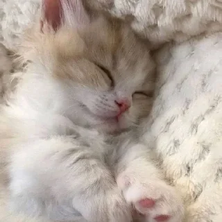 Telegram sticker 😴 кити кэт× :: @fStikBot