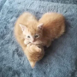 Telegram sticker 💗 кити кэт× :: @fStikBot