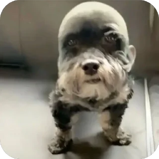 Telegram sticker 🫥 пипидастр